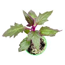 Image result for Gynura