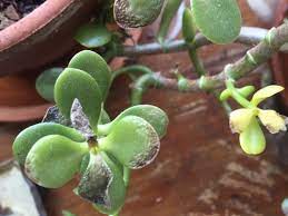 Check spelling or type a new query. Need Help With Jade Plants Leaves Black Falling Off