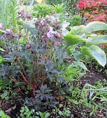 Images on this site are generated by brand and distributor data feeds and website shop listings. Photo Of The Entire Plant Of Hardy Geranium Geranium Pratense Hocus Pocus Posted By Ge1836 Garden Org