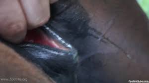 Hot guy dominates a wet mare pussy in a hot video