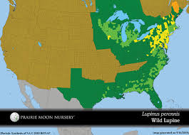 Maybe you would like to learn more about one of these? Lupinus Perennis Wild Lupine Prairie Moon Nursery
