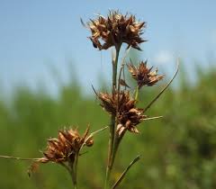 Image result for Rhynchospora gracillima