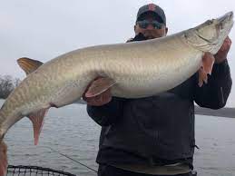 'guilt by association is just wrong': Thad Hinshaw Caught And Released An Illinois Muskie Of Nearly 40 Pounds Chicago Sun Times