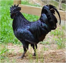 Hp 08564 77 23 888 Daftar Harga Ayam Hias