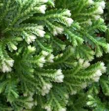 Image result for Salacia kraussii