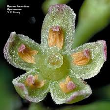 Image result for Myrsinaceae
