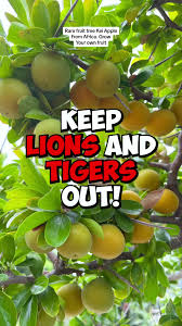 Image result for Dovyalis lucida