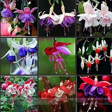 Fuchsia 24 Typeambizu 100 Fuchsia Seeds Bonsai Hanging Flowers Falba Coccinnea Diy Planting Flowers Fuchsia 02 W Fuchsia Seeds Fuchsia Plant Fuchsia Flower