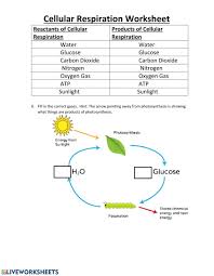 The final question is to find out how photosynthesis and cellular respiration combine to produce carbohydrates. Cellular Respiration Practice Worksheet