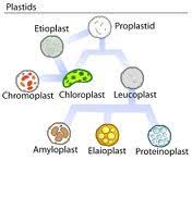 We did not find results for: Plant Vs Animal Cells Flashcards Quizlet