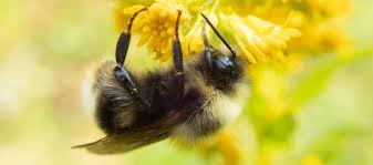 Bumblebee) is a 2018 american science fiction action film centered on the transformers character of the same name. Bumble Bee Conservation Xerces Society