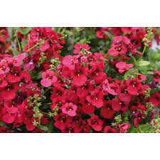 Image result for ostruhatka