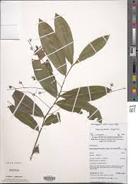 Image result for Rhabdophyllum arnoldianum