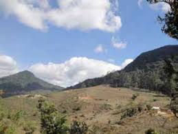 Image result for Erythrococca ulugurensis