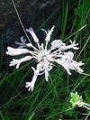 Image result for Habenaria pasmithii