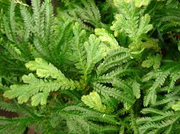 Image result for Selaginella soyauxii