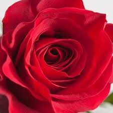 Visit your local louisville, ky dollar tree location. Lloyd S Florist Home Facebook