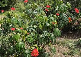 Image result for Jatropha multifida