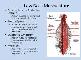 Myofascial Pain Syndrome And The Effects Of Self Myofascial
