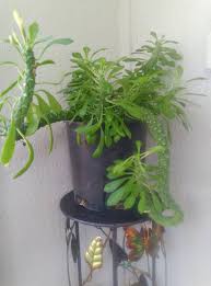 Image result for Monadenium hirsutum