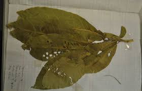 Image result for Terminalia macroptera