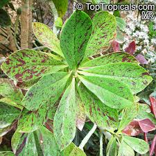 Image result for Euphorbia umbellata