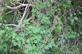 Image result for Solanum seaforthianum