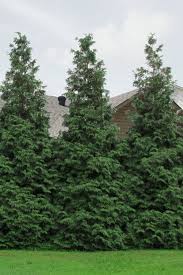 Thuja green giant arborvitae trees will grow to be 25 to 35 feet tall at maturity, with a spread of 6 to 8 feet. Buy Green Giant Arborvitae Free Shipping 3 Gallon Size Pot Thuja Plants For Sale Online From Wilson Bros Gardens