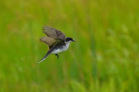 Image result for Pteris kivuensis