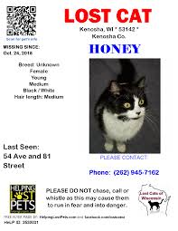 Seems to be friendly but scared. Kindred Kitties Lost Cat Kenosha Wi Facebook