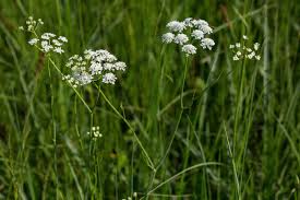 Image result for Oenanthe