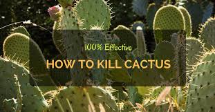 Some people water more often than this. How To Kill Cactus 100 Effective