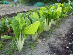 Check spelling or type a new query. Cote De Bettes Enfagaut Et Sa Sauce Recette Lotte Et Sa Sauce Inratable Sauce Poisson Facile Laissons Aller Notre Imagination Pour Les Sublimer Elles Qui Sont Si Genereuses Au Jardin Lucasayres72