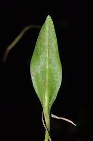 Image result for Ophioglossum costatum