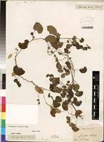 Image result for Cissampelos torulosa