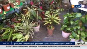 نباتات الزينة و تهيئة الحدائق من الإستيراد إلى التصدير Youtube