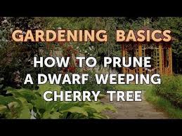The dwarf variety's blooms command much more attention than the care required to produce them. How To Prune A Dwarf Weeping Cherry Tree Youtube