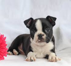 Why buy a boston terrier puppy for sale if you can adopt and save a life? Pin By Sarah Withers On Boston Terriers And French Bulldogs Boston Terrier Puppy Boston Terrier Terrier Puppies