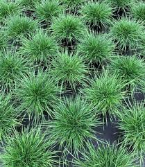 Image result for Deschampsia