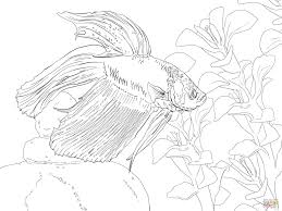 Siamese Fighting Fish Super Coloring Fish Coloring Page Coloring Pages Animal Coloring Pages