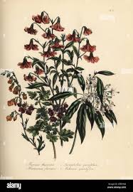 Image result for Hermannia quartiniana