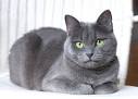 Russian Blue - Wikipedia