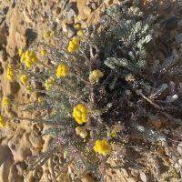 Image result for Helichrysum longiramum