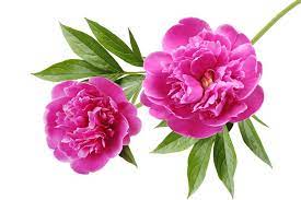 I live in the same state as the nursery so that may be a factor in why they were in such great shape when they got to me. Just Looking For Peonies New Mexico Flower Company