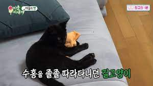 Bastet 고양이‏ @mokoochim94 28 июн. ìµœê³ ì˜1ë¶„ ë¯¸ìš´ìš°ë¦¬ìƒˆë¼ ìˆ˜í™ì´ê°€ ê¸¸ëƒ¥ì´ì™€ ë§Œë‚˜ì„œ ê°™ì´ ì‚´ê²Œ ëœ ì´ìœ  Youtube