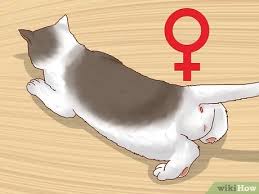 Check spelling or type a new query. How To Determine The Sex Of A Kitten 9 Steps With Pictures