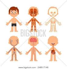 Cartoon Boy Body Vector Photo Free Trial Bigstock