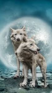White wolf iphone wallpaper is free hd wallpaper. 15 White Wolf Apple Iphone 5 640x1136 Wallpapers Mobile Abyss