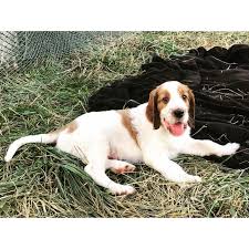 Image result for irský červenobílý setr