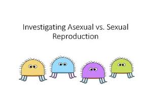 This video provides a demonstration of differences between sexual reproduction, which involves recombination through meiosis, and asexual geneticist david page uses fruits and vegetables to represent different alleles of genes. Sexual Vs Asexual Reproduction By Science Smart Tpt